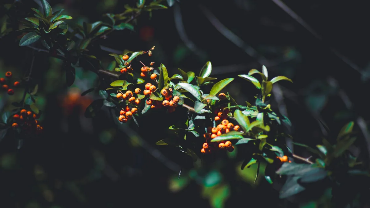 A close-up of vivid orange berries on a branch with dark, leafy background.