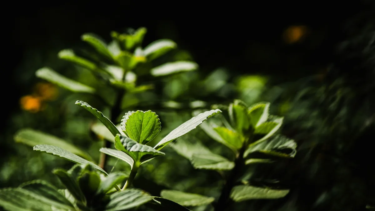 Illuderma Ingredient Breakdown and Benefits